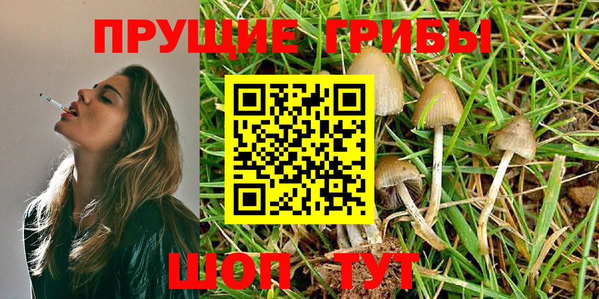 Галлюциногенные грибы Psilocybine cubensis Нижний Новгород